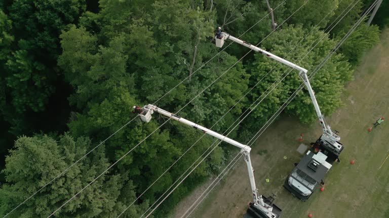 How Our Tree Care Process Works  in  Pines Lake, NJ