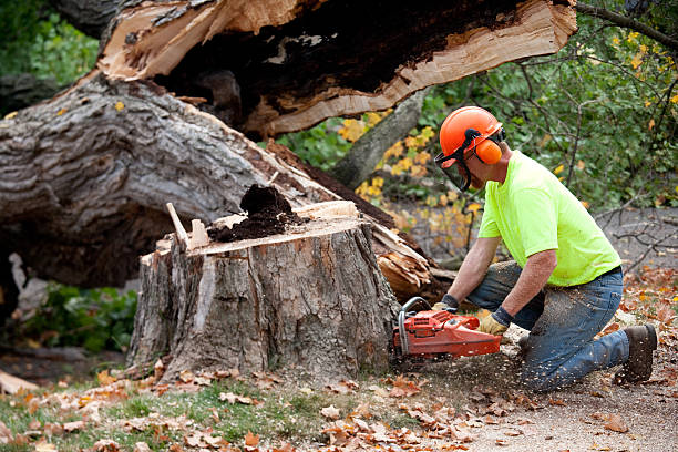 Organic Lawn Care Solutions in Pines Lake, NJ