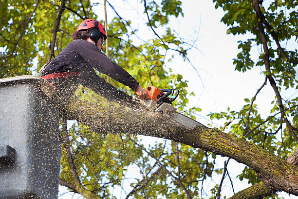 Trusted Pines Lake, NJ Tree Services Experts